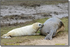 Donna Nook Seal Rookery