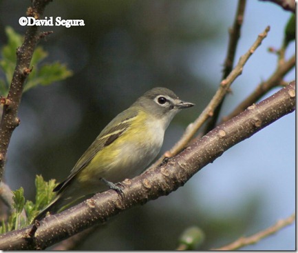 vireo solitarius 4