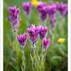IndianPaintbrushFlowers20090807.jpg