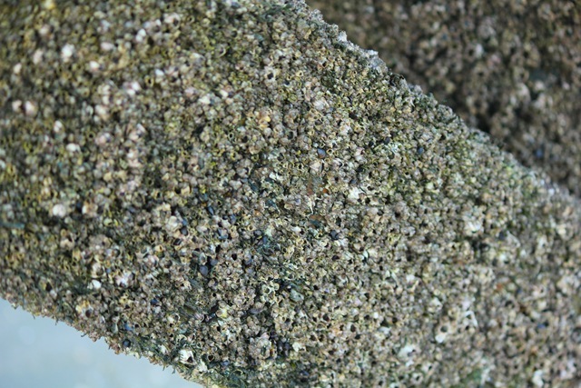 [Pier3Barnacles%2520%25281%2520of%25201%2529_thumb%255B2%255D%255B4%255D.jpg]