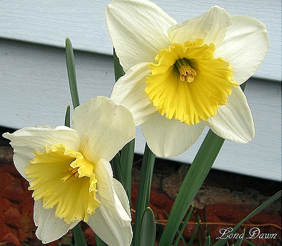 [Daffodil2_March13%255B7%255D.jpg]