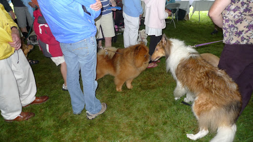 Hello, collie.  You say you recognize me from Westminster?  Yes, my name is G.K. and I won best of breed this year.  It was a very proud moment for me.