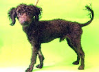 DANDY 
 Muy cariñoso y jugueton, requiere compañía todo el tiempo, llora cuando esta solo. Listo para ser adoptado.