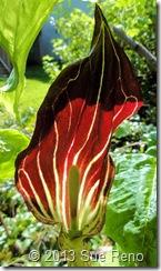 Jack in the Pulpit, closeup of spathe, by Sue Reno SueReno_JackInThePulpit_WorkInProgress4