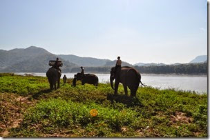 Laos Luang Prabang Elephant camp 140201_0099