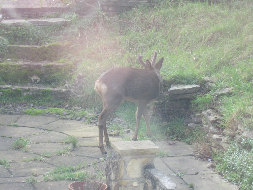 Managed to catch three deer in the back garden of where I'm currently renting. Date taken: Sat, 12 Feb 2011 19:37:30 +0000