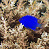 Springer's demoiselle - Photo (c) 104623964081378888743, some rights reserved (CC BY-NC-SA)