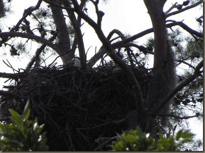 Bald Eagle in nest