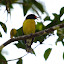 Sucrier à poitrine jaune, en train de chanter