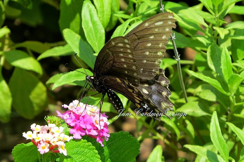 [Butterfly3%255B3%255D.jpg]