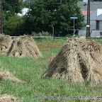 graanoogst-09-021.jpg