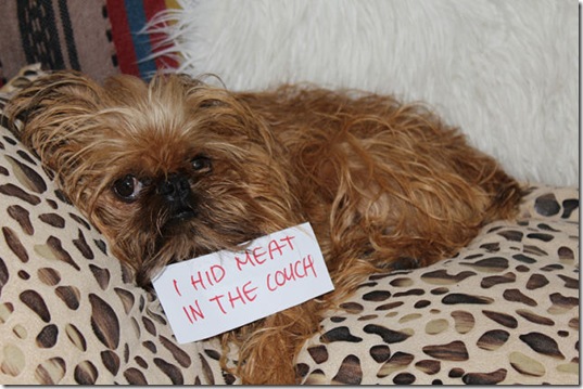 dog-shaming-bad-21