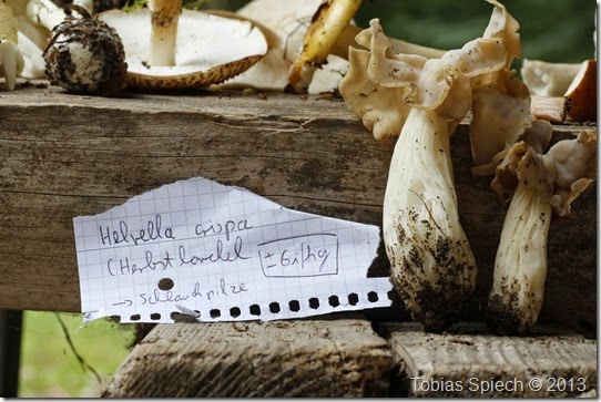 Herbstlorchel Helvella crispa