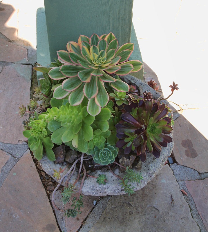 [120414_RBG_hypertufa_bowl7.jpg]