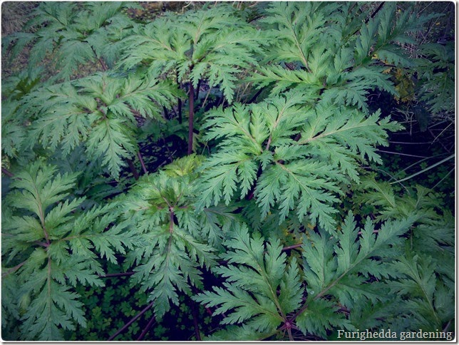 Geranium maderense perennial garden