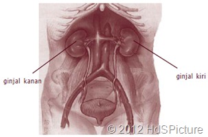 Gambar 1.1 Letak ginjal di dalam rongga perut bagian belakang di sebelah kanan kiri tulang pinggang