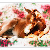 foal _impats_alabaster_WaterColor.jpg