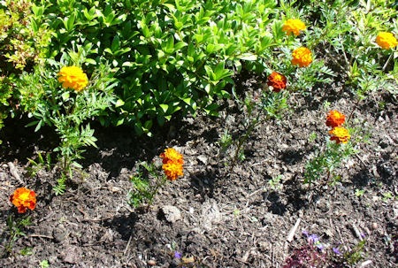 [Marigolds%255B3%255D.jpg]