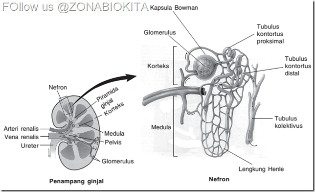 Struktur Ginjal Manusia_zona_biologi_kita