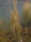 Kimmeridge: Bootlace weed/Mermaids Tresses