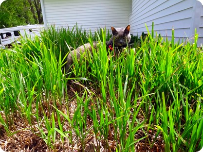 Bella in grass