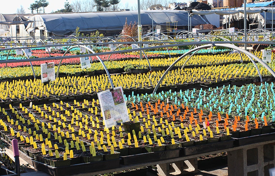 [110211_AnniesAnnuals_50%255B2%255D.jpg]