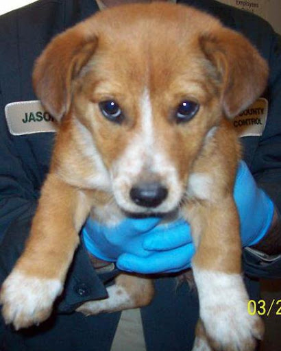 Teri, from Lewisburg, Tennessee has been adopted and on her way to a new life!!