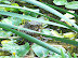 National Zoo in August