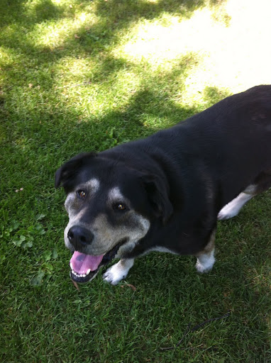 Most of the Bozeman dogs I met were adopted from city shelters and breed rescue groups!