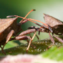 dock bug (Lederwanze)