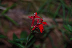 wildflowers