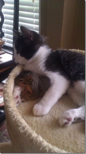 funny-animals-haha-13