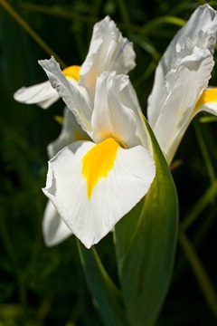 Irises-3