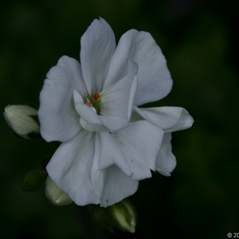 A Perfect White Geranium