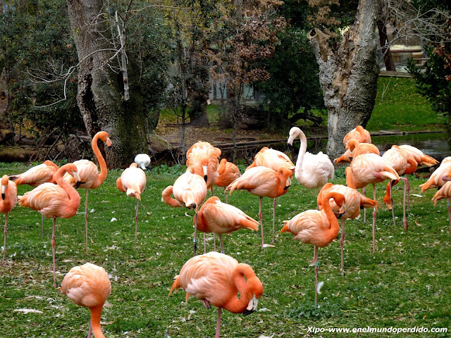 flamencos-en-el-zoo-de-madrid.JPG