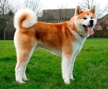 Akita-Inu.jpg