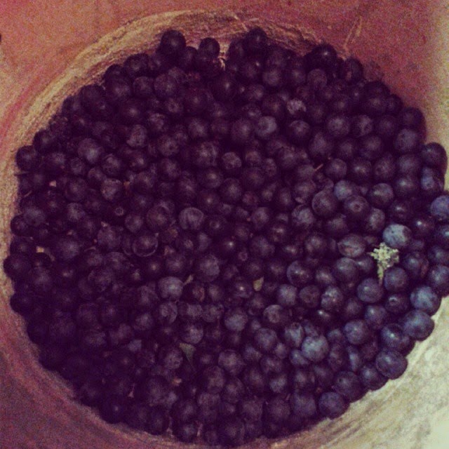 [sloes%255B3%255D.jpg]