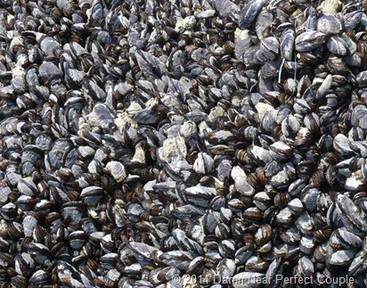 Mussels close up