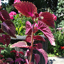 Maroon Coleus