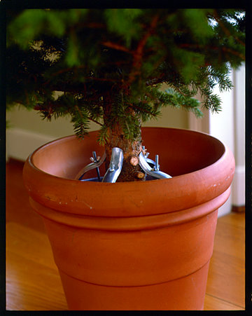 A terra-cotta pot works just as well -- just make sure it’s not too top-heavy. Fill the container with water. A Christmas tree should be watered every day; check frequently to see that the container isn't getting dry. A terra-cotta pot works just as well -- just make sure it’s not too top-heavy. Fill the container with water. A Christmas tree should be watered every day; check frequently to see that the container isn't getting dry.