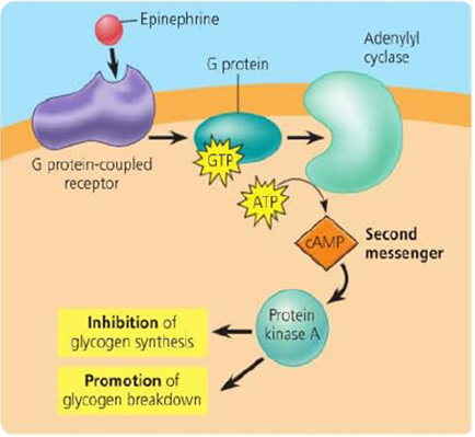 Cellular mechanism of action of steroid hormones