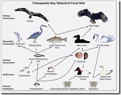 Chesapeake_Waterbird_Food_Web