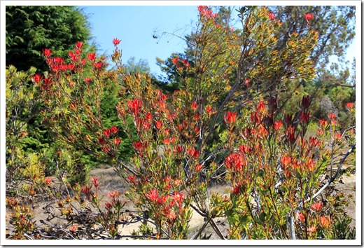121027_UCSCArboretum_Leucadendron-salignum-Rising-Sun_05