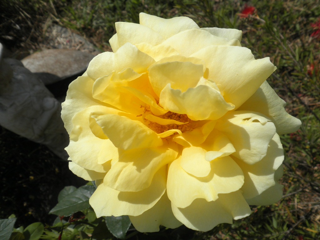 [yellow%2520rose%255B3%255D.jpg]