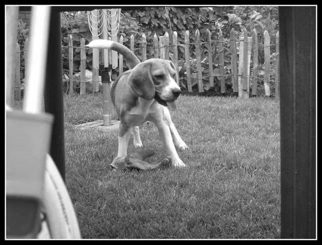 Honden Mei 2007 (8)