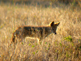 We also saw a black-backed jackal; another rare site. Transition to Madagascar - 028.jpg