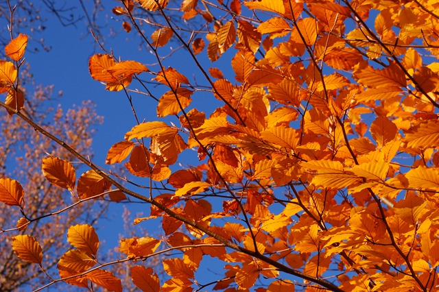 [Copper_Beech_Fagus_sylvatica_f._purpurea_Autumn_Leaves_3008px%255B6%255D.jpg]
