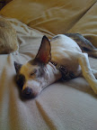 A dog is more likely to wake up during SWS than during REM sleep.