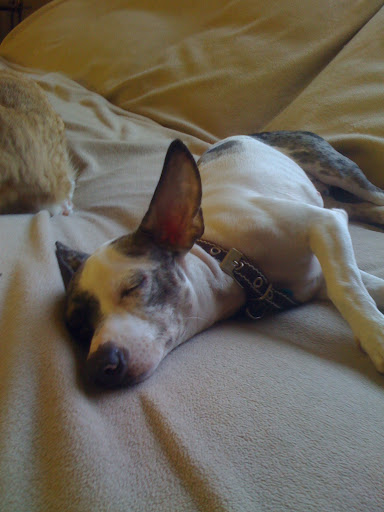 A dog is more likely to wake up during SWS than during REM sleep.