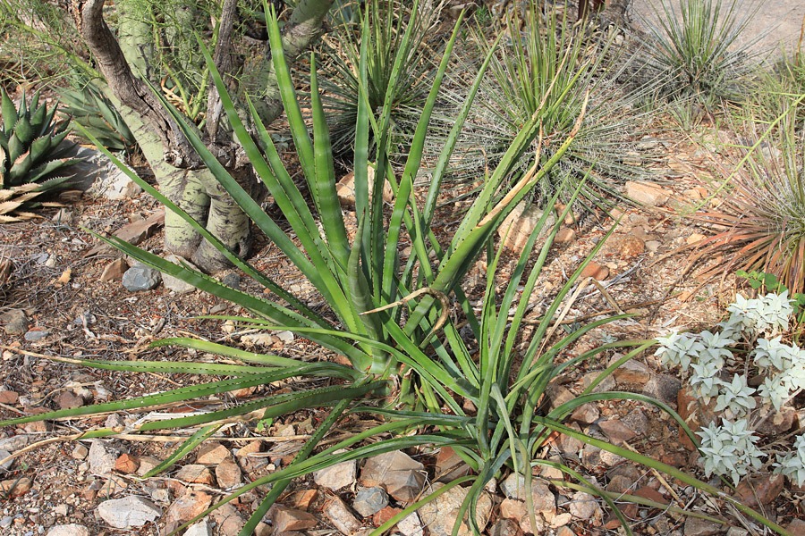 [120728_ArizonaSonoraDesertMuseum_Agave-vivipara_02%255B5%255D.jpg]